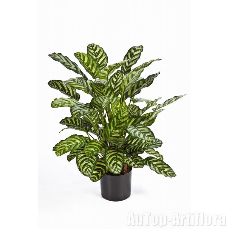 CALATHEA