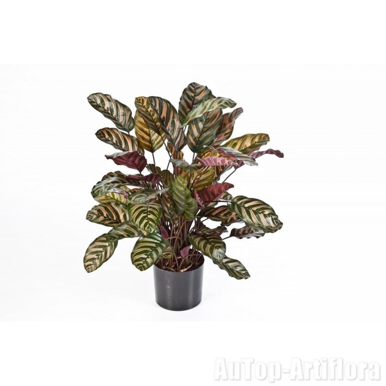 CALATHEA