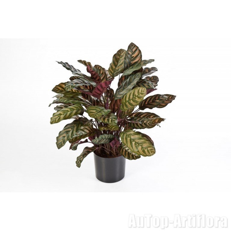 CALATHEA