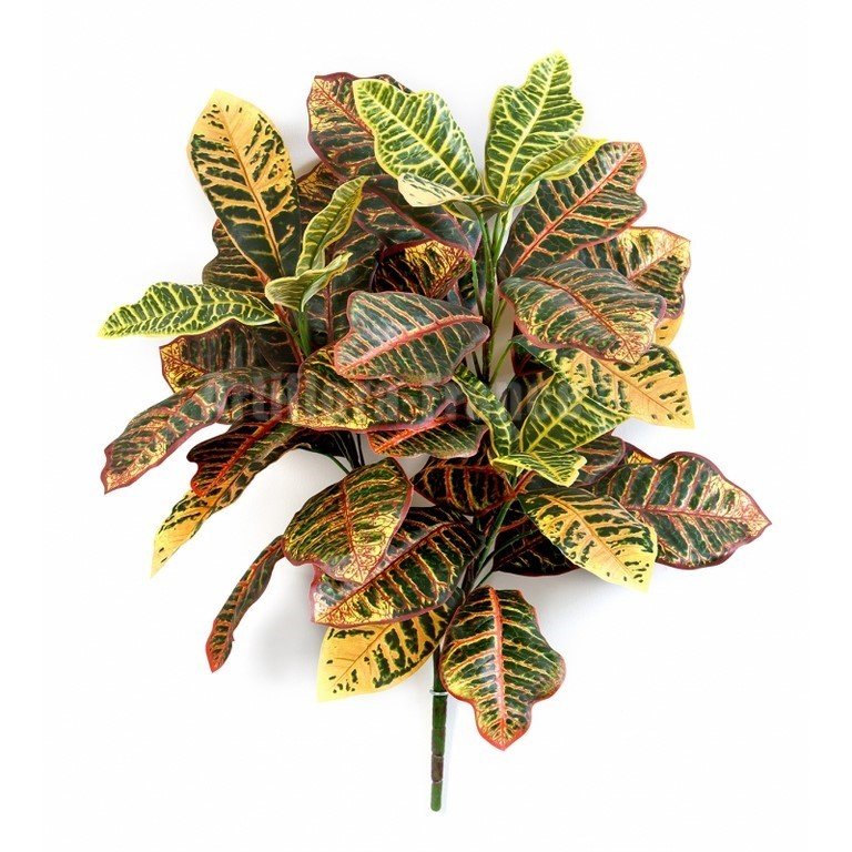 CROTON