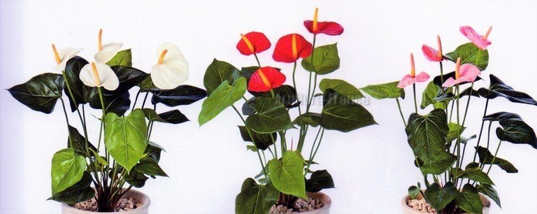 ANTHURIUM DE LUXE