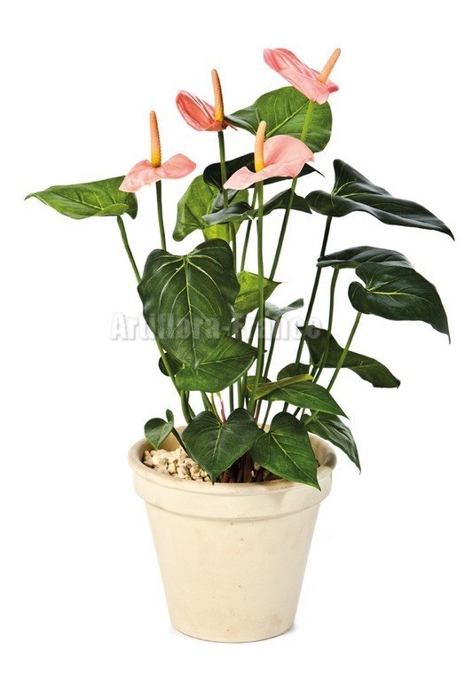 ANTHURIUM DE LUXE