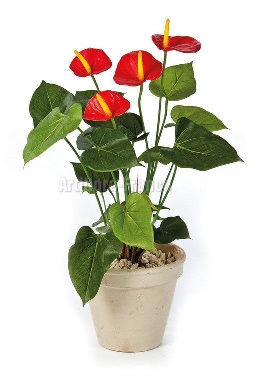 ANTHURIUM DE LUXE