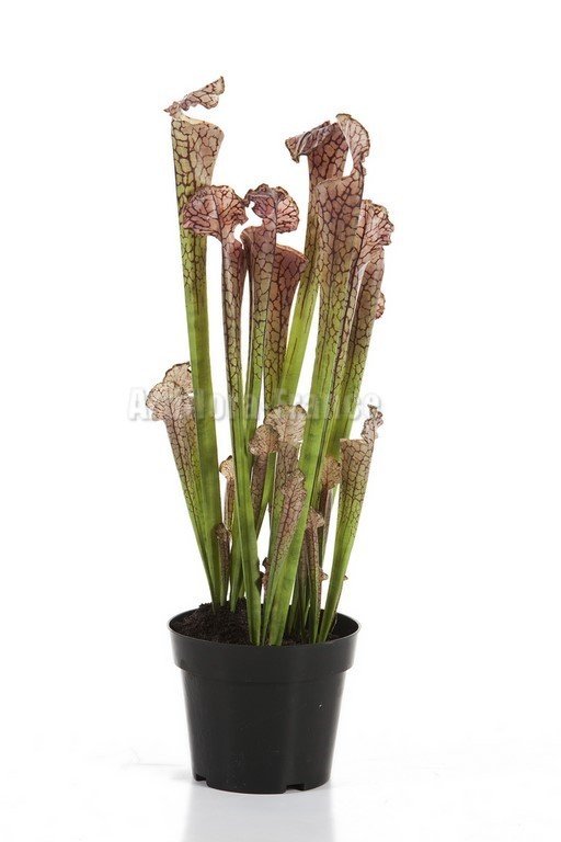 SARRACENIA