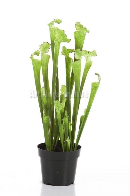 SARRACENIA