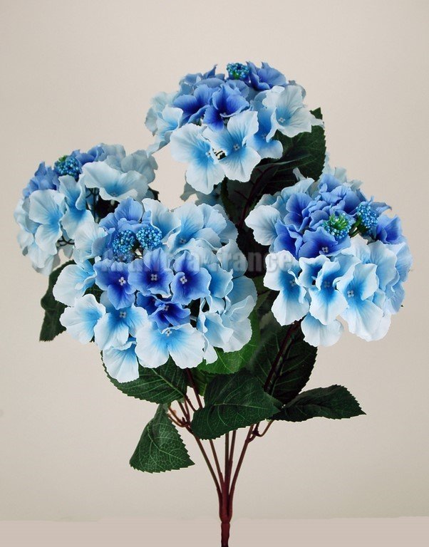 HORTENSIA