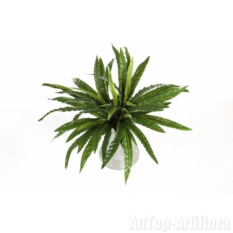 ASPLENIUM