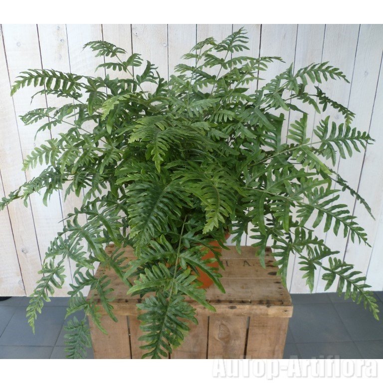 FOUGERE ATHYRIUM