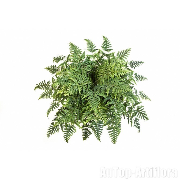 FOUGERE ATHYRIUM