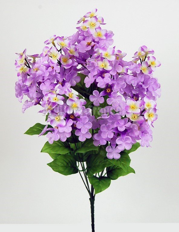 LILAS