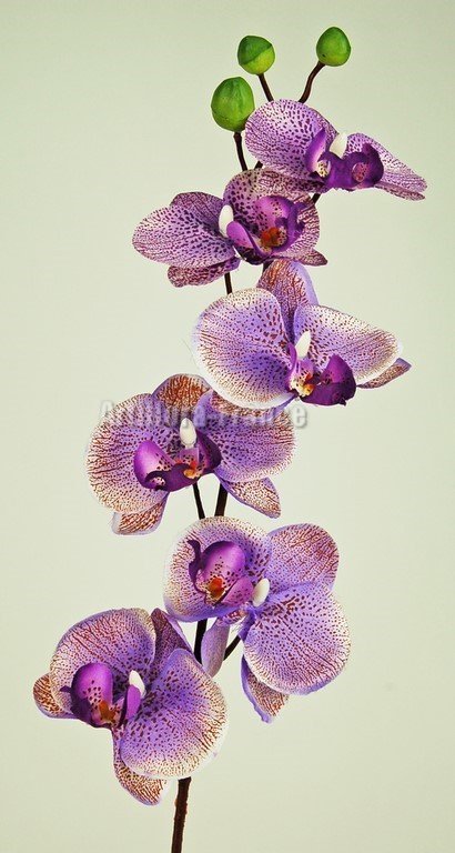 ORCHIDEE MOUCHETEE