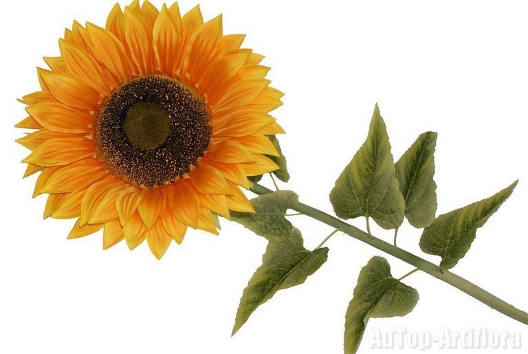 TOURNESOL GEANT