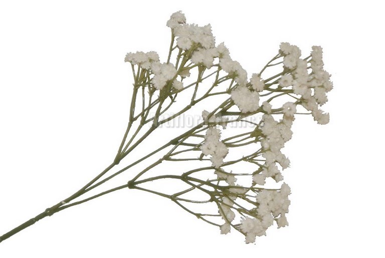 GYPSOPHILE