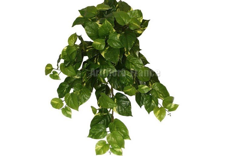 POTHOS