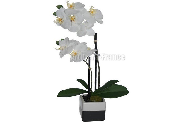 ORCHIDEE TIGREE POT YING YANG