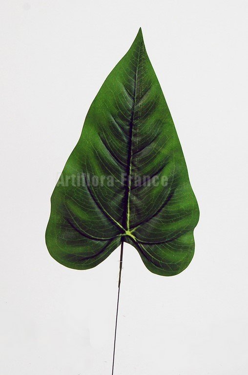 ANTHURIUM FEUILLE