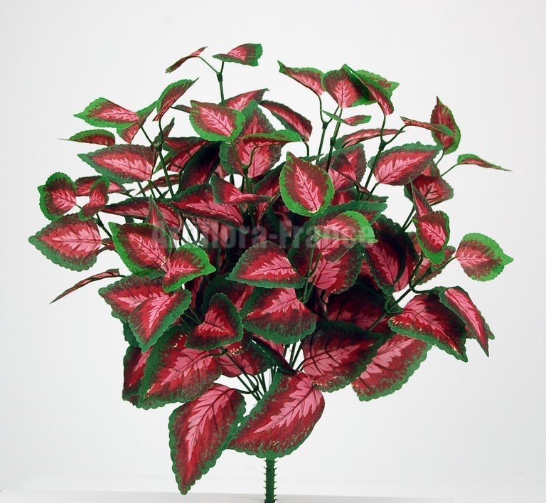 COLEUS