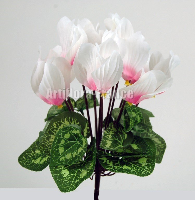 CYCLAMENS