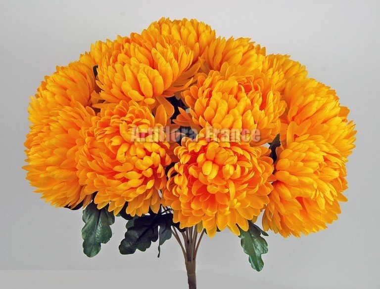 CHRYSANTHEMES