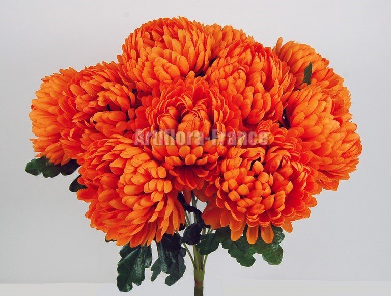 CHRYSANTHEMES