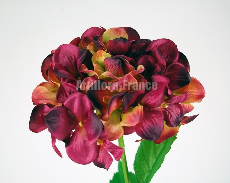 HORTENSIA 75CM