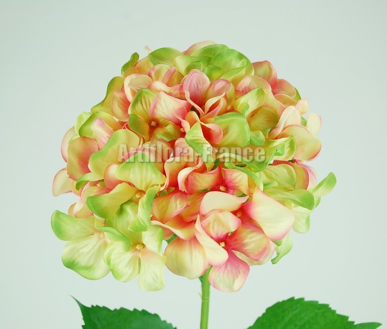 HORTENSIA 75CM