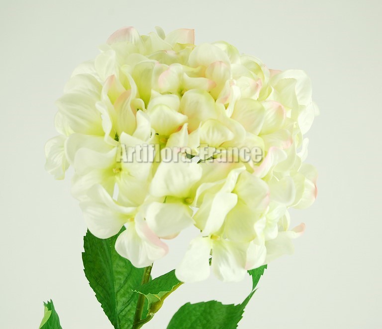 HORTENSIA 75CM
