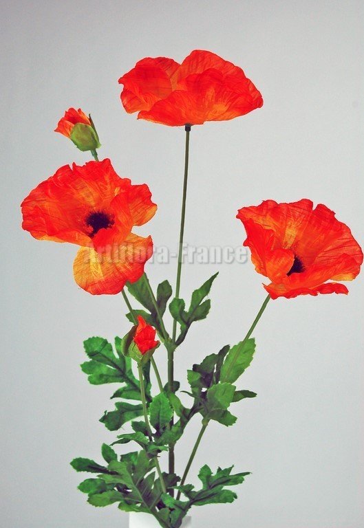 COQUELICOT