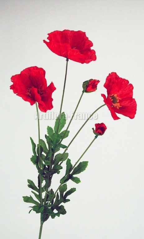 COQUELICOT