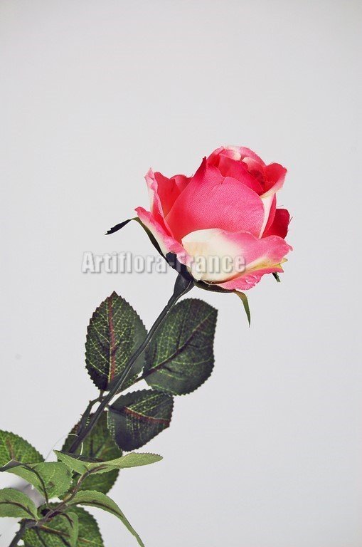 BOUTON DE ROSE H70CM