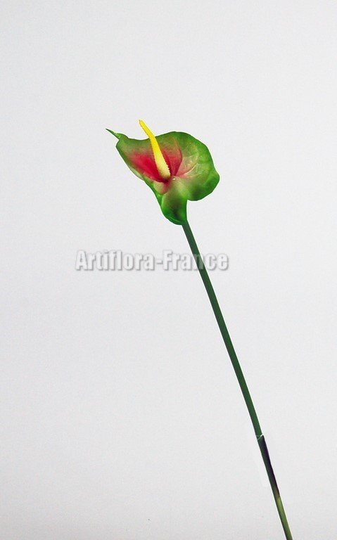 ANTHURIUMS