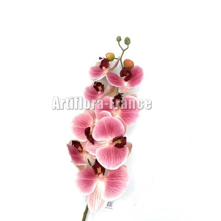 PHALAENOPSIS ORCHIDEE