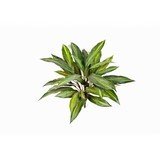 DRACAENA