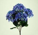 HORTENSIA