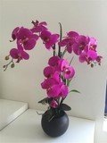 COUPE 3 ORCHIDEES BALI