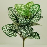 FITTONIA